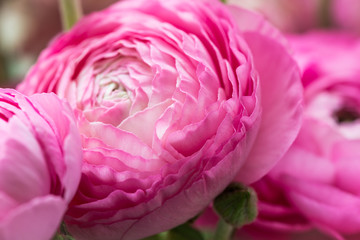 Bouquet of Pink Ranunculus, Buttercup Flowers