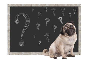 sweet smart pug puppy dog sitting in front of  blackboard with chalk question marks, isolated on white background