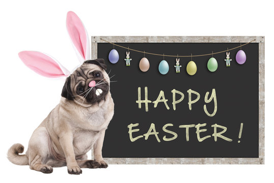 cute pug puppy dog with bunny ears diadem sitting next to chalkboard sign with text happy easter and decoration, on white background