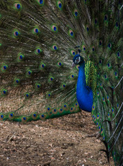 Obraz premium Close up of peacock with iridescent turquoise blue feathers on his body and a fan of tail feathers behind. The olive green tail feathers feature eyes with turquoise, royal blue, brown and chartreuse. 