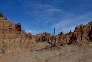 Fototapeta premium Lone cacti against a backdrop of eroding red earth hills and dry creek bed on a beautiful hot blue sky summer day in the Tatacoa Desert. 