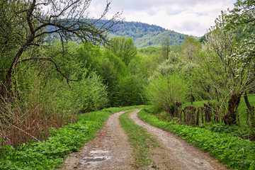 Fototapeta na wymiar Earth road in forest. Carpathian mountain
