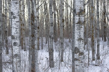 Birch Winter Forest