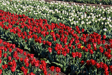 Tulip field on spring sunny day