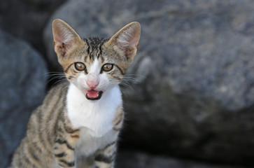 A profile shot of an adorable kitten meowing..