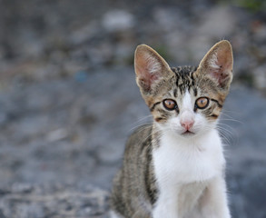 Obraz premium A profile shot of an adorable kitten.