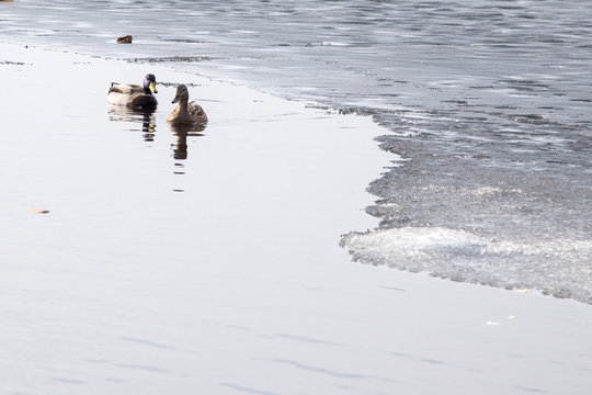 Ducks on the lake shore on an ice floe