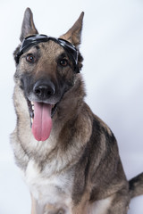 Happy German Shepherd with Goggles