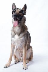 Happy German Shepherd with Goggles