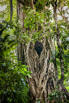 Termite Nest in a Banyan Tree. Termites live in large nests or colonies of up to 250,000 individuals and feed on wood, either in building structures or in trees. This colony lives in a mangrove tree