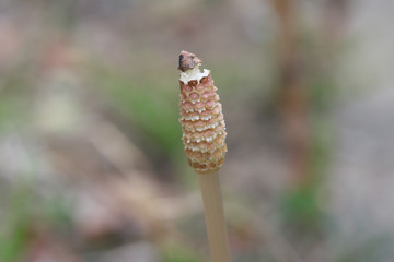 Wood horsetail (Equisetum sylvaticum), shot with shallow DOF