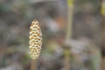 Wood horsetail (Equisetum sylvaticum), shot with shallow DOF