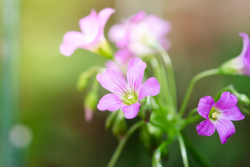 Beautiful pink small flower in the garden