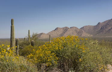 Yellow brittlebush is spring with mountains and desert