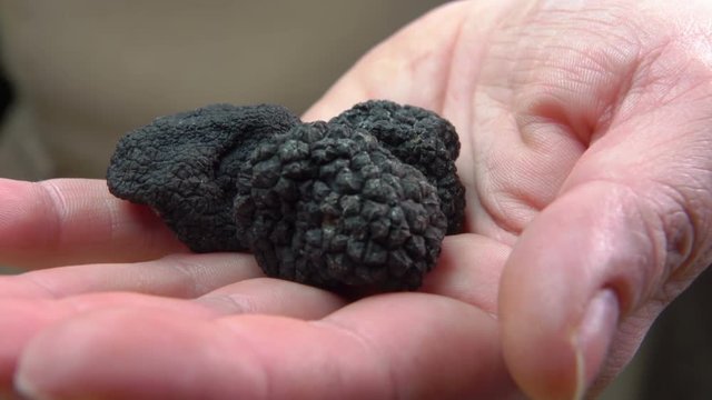Hand holds and offers tubers of black truffles