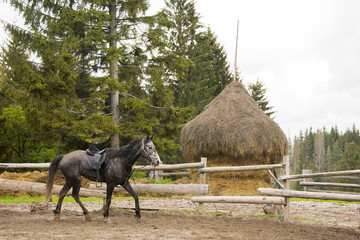 Fototapeta na wymiar wild horses in the corral