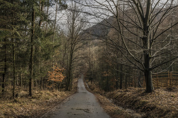 Fototapeta premium Spring in Ceske Stredohori mountains in forest