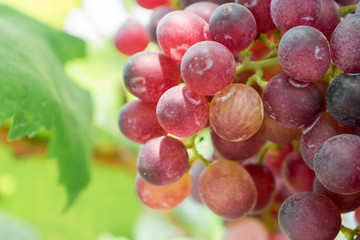 Ripe grapes on old vine, lush green leaves in vineyard