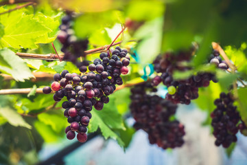 Ripe grapes on old vine, lush green leaves in vineyard