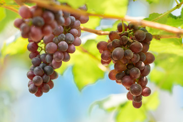Ripe grapes on old vine, lush green leaves in vineyard