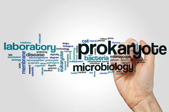 Prokaryote Word Cloud