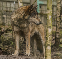 Wolf in Decin town forest in spring day
