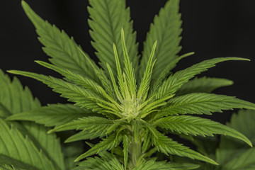 Naklejka na ściany i meble Marijuana young flower with black background