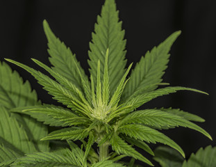 Naklejka na ściany i meble Marijuana young flower with black background