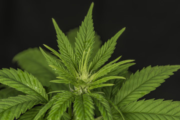 Marijuana young flower with black background