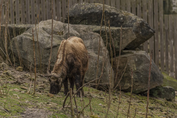 Takin in spring nice cloudy day