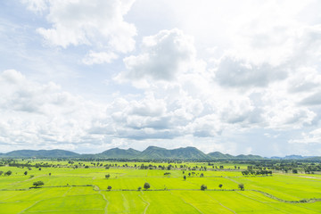 Fototapeta na wymiar Wide rice fields