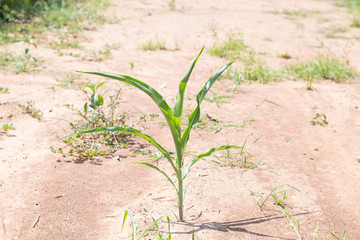 Tree growing on soil