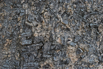 Includes various forms of Tree bark ,gray texture background with old age.