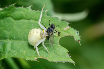 White spider with caught fly on a leaf