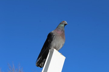 Pigeon