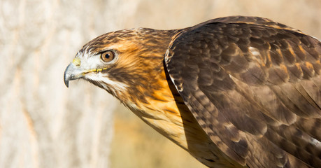 Hawk Looking Left