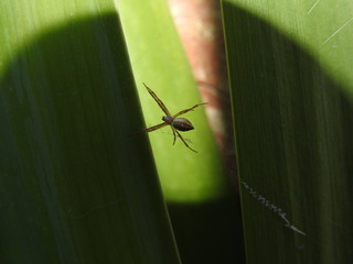 Aranha - Spider