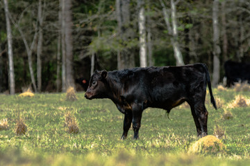 Black Angus calf standing in March pasture