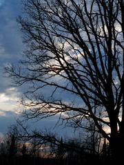 Oak Silhouettes Against Winter Sunset