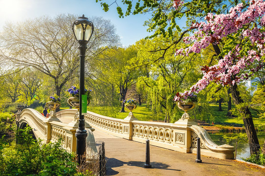 Fototapeta Bow bridge in Central park at spring sunny day, New York City