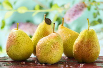 Fototapeta na wymiar Golden pears shot outdoor on summer day