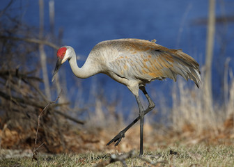 Sandhill Crane foraging next to a lake - Michigan © Brian Lasenby