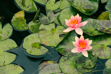 The couple of lilies on the water