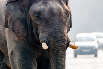 elephant in traffic