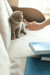 Woman punishing playful cat sitting on sofa