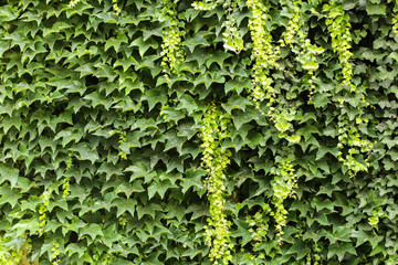 Green LEAF texture on the wall