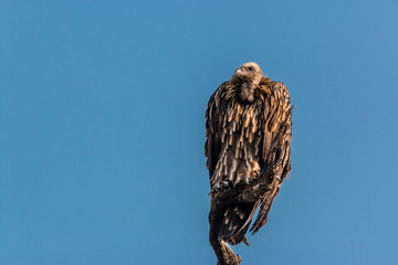 Himalayan Vulture