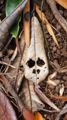 feuille tete de mort