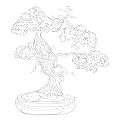 Fototapeta na wymiar beautiful bonsai traditional line art continuous line vector drawing