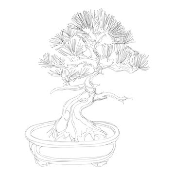 beautiful bonsai traditional line art continuous line vector drawing